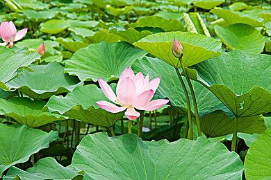 前育碧开发者用虚幻5引擎打造《神秘海域》片段